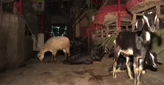 খাসির নামে ভেড়ার মাংস বিক্রি